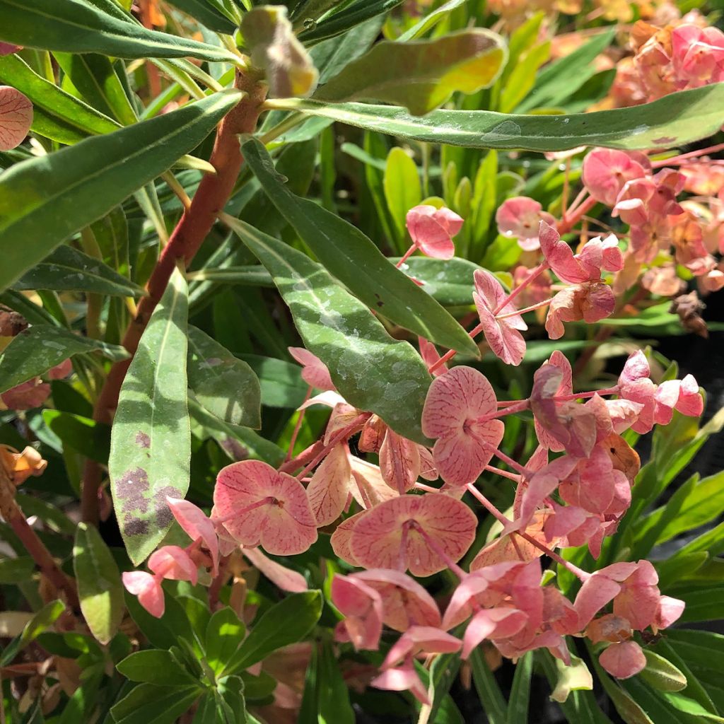 Euphorbia martinii - Lechetrezna