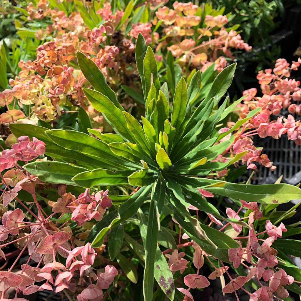 Euphorbia martinii - Lechetrezna