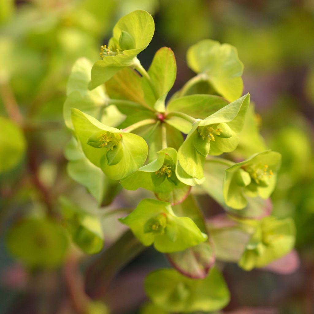 Euforbio - Euphorbia amygdaloïdes var. robbiae Redbud