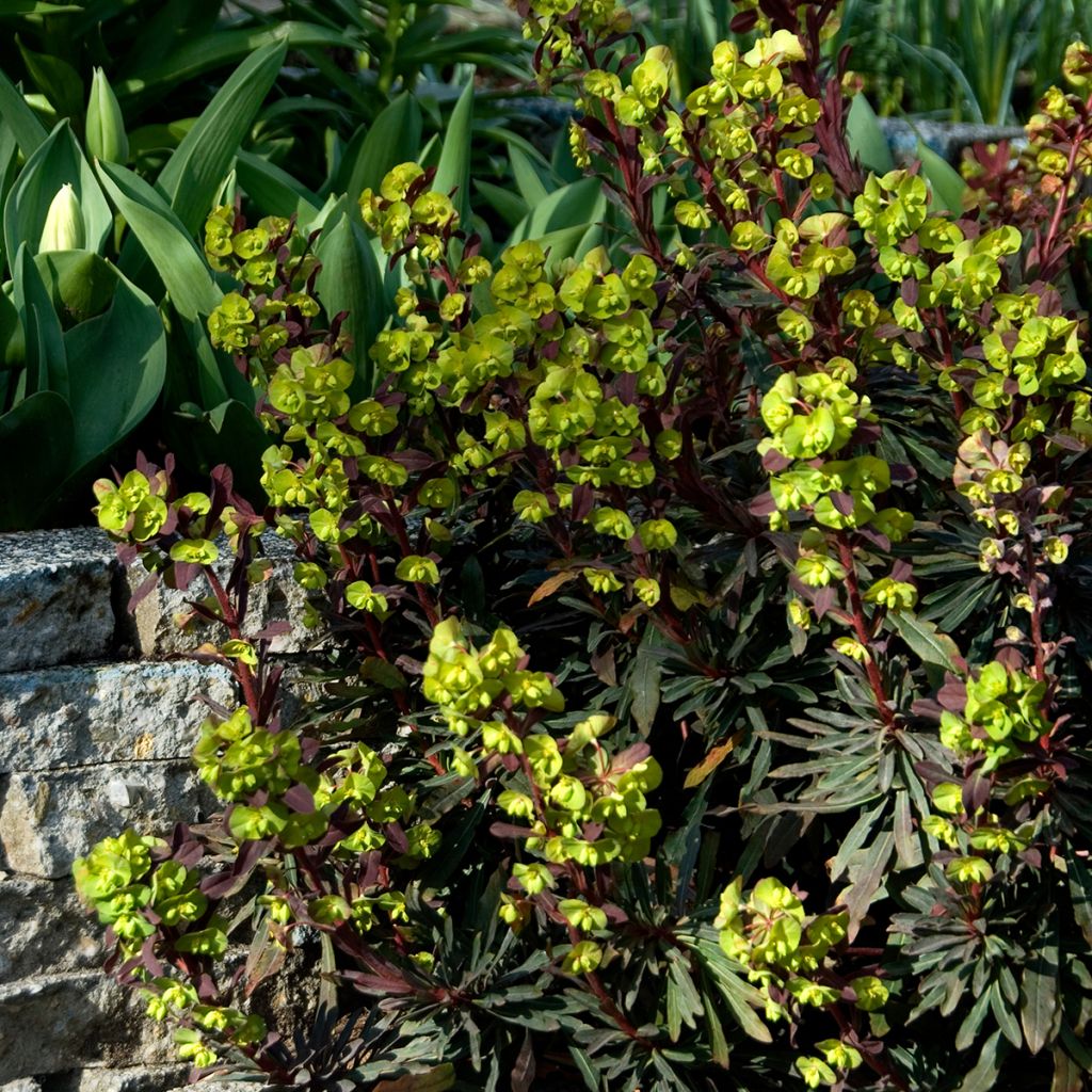 Euforbio - Euphorbia amygdaloides Purpurea