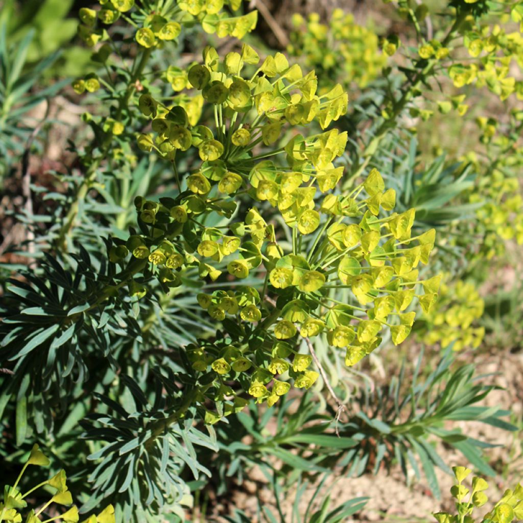 Euforbio mediterráneo - Euphorbia characias