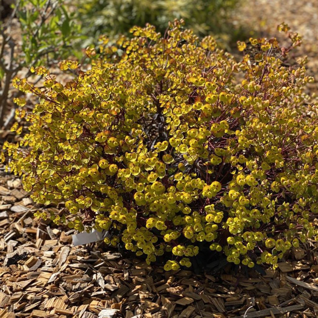 Euforbio mediterráneo Miners Merlot - Euphorbia characias