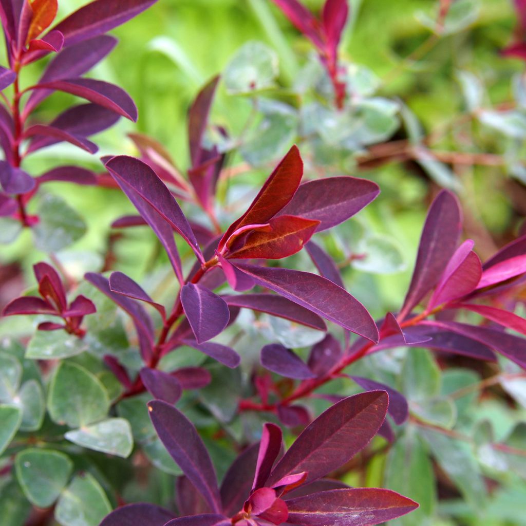 Euphorbia dulcis Chameleon - Lechetrezna