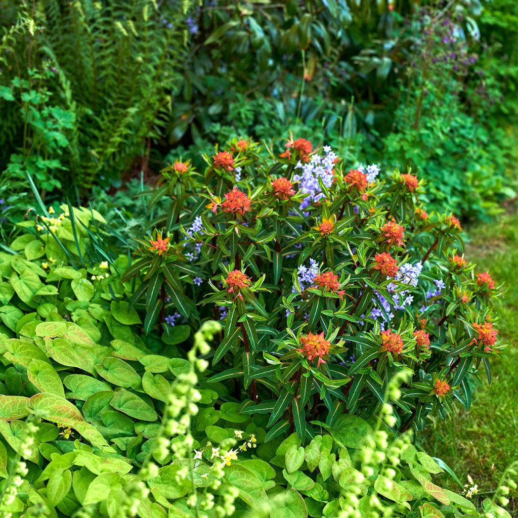 Euphorbia griffithii Fireglow - Lechetrezna de Griffith