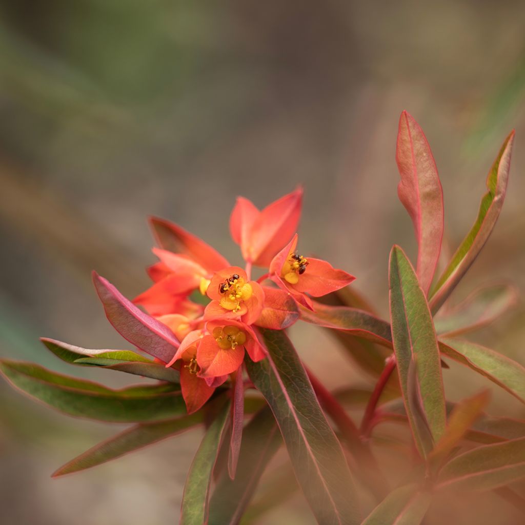 Euphorbia griffithii Fireglow - Lechetrezna de Griffith