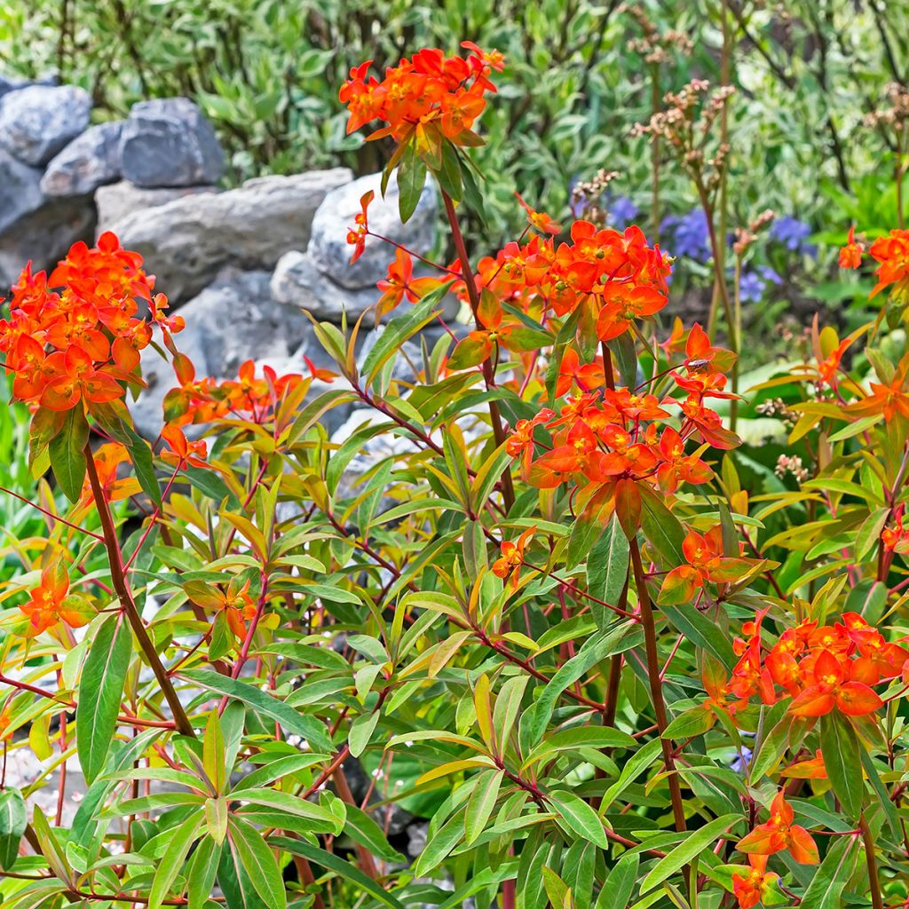 Euphorbia griffithii Fireglow - Lechetrezna de Griffith
