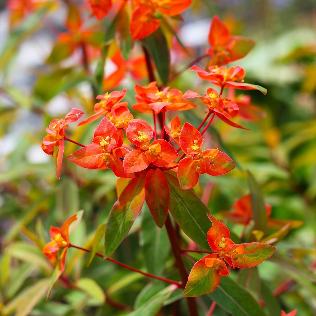 Euphorbia griffithii Fireglow - Lechetrezna de Griffith
