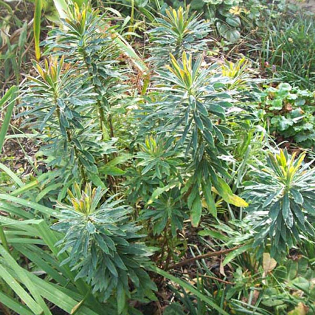 Euphorbia martinii - Lechetrezna