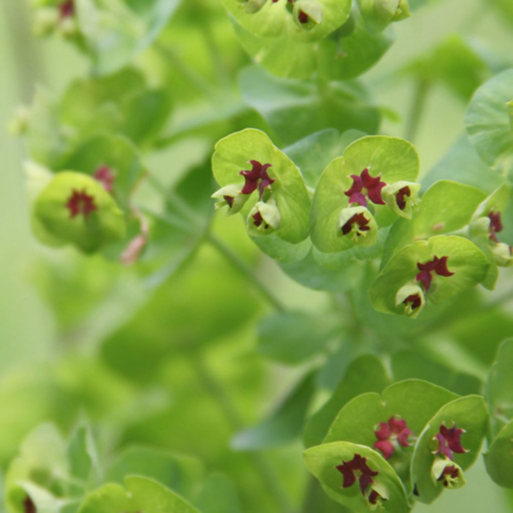 Euphorbia martinii - Lechetrezna