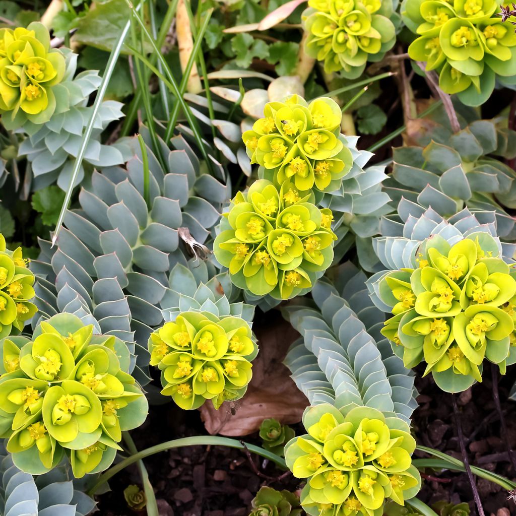 Euphorbia myrsinites - Euforbia de hoja de mirto