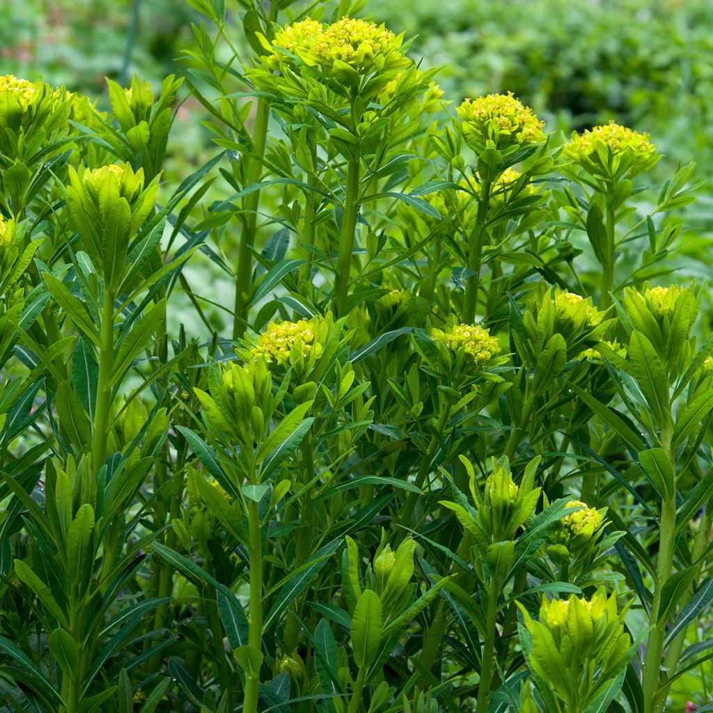 Euphorbia palustris - Lechetrezna de pantano