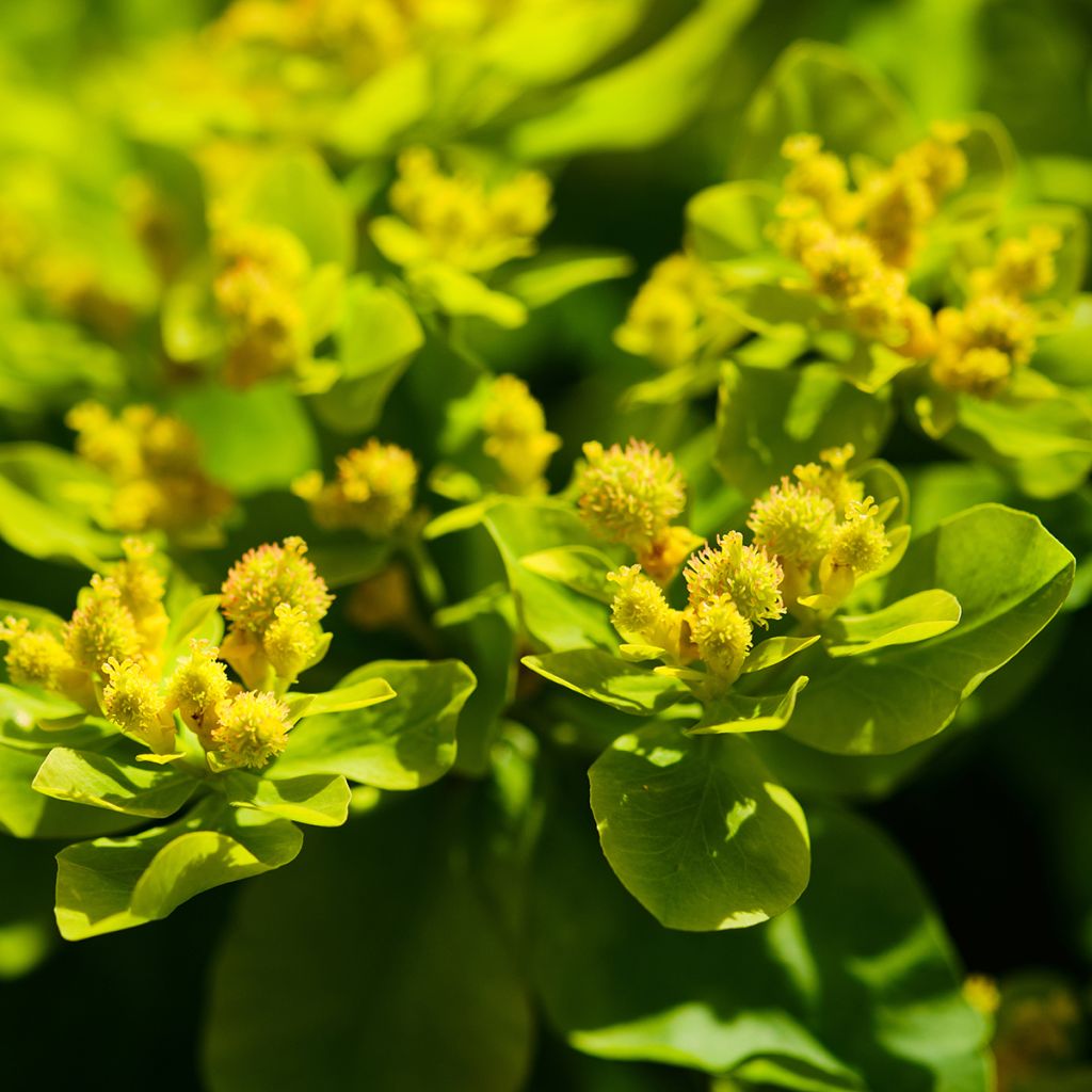 Euphorbia palustris - Lechetrezna de pantano
