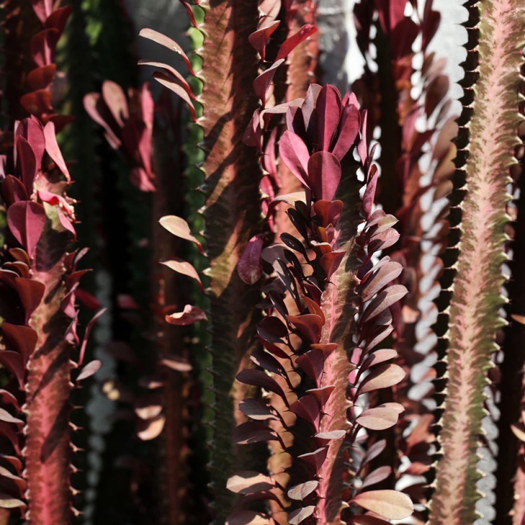 Euphorbia trigona f. rubra - Euphorbia cactus