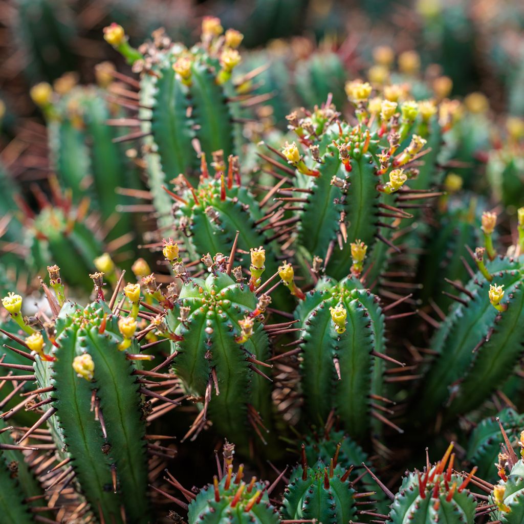 Euphorbia enopla