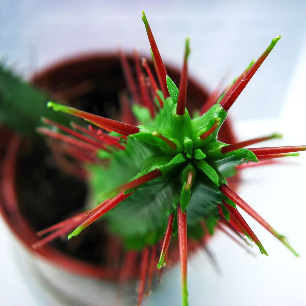 Euphorbia enopla