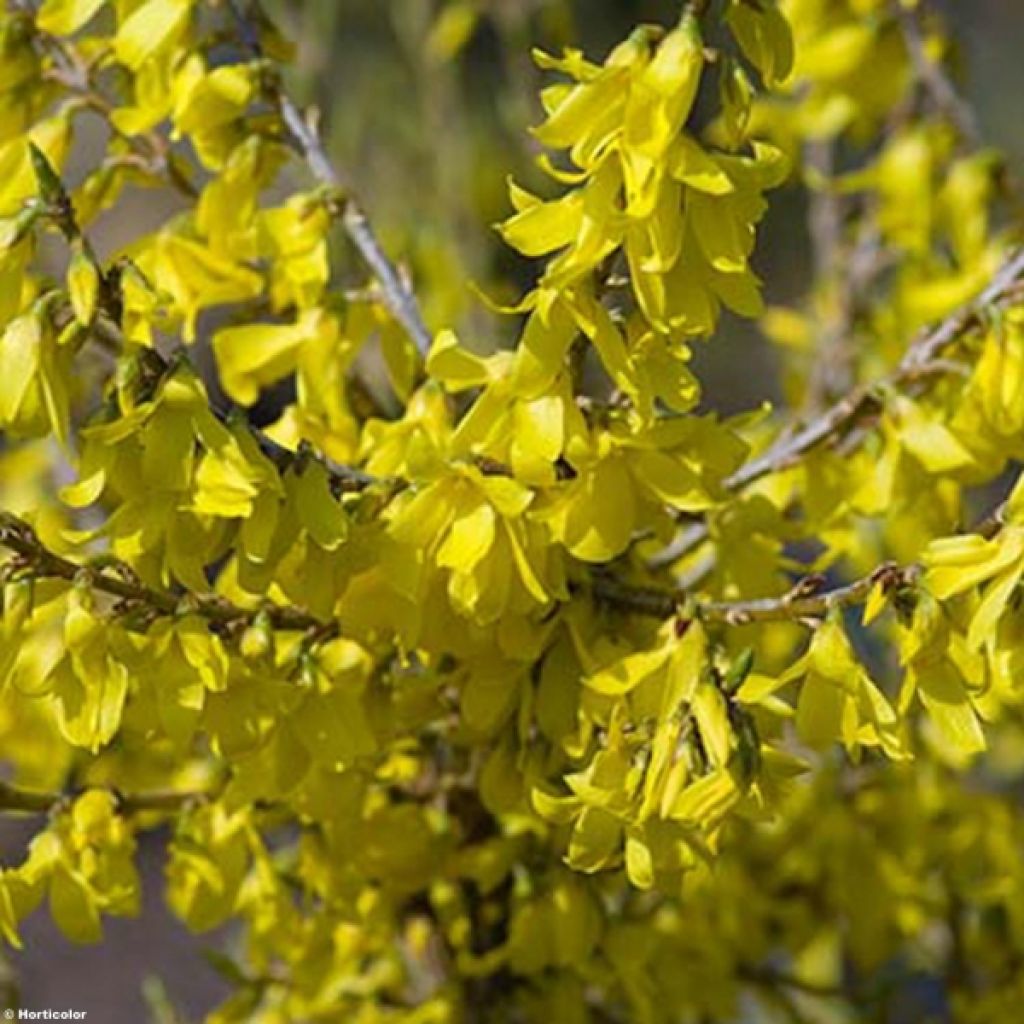 Forsythia intermedia Marée d'Or