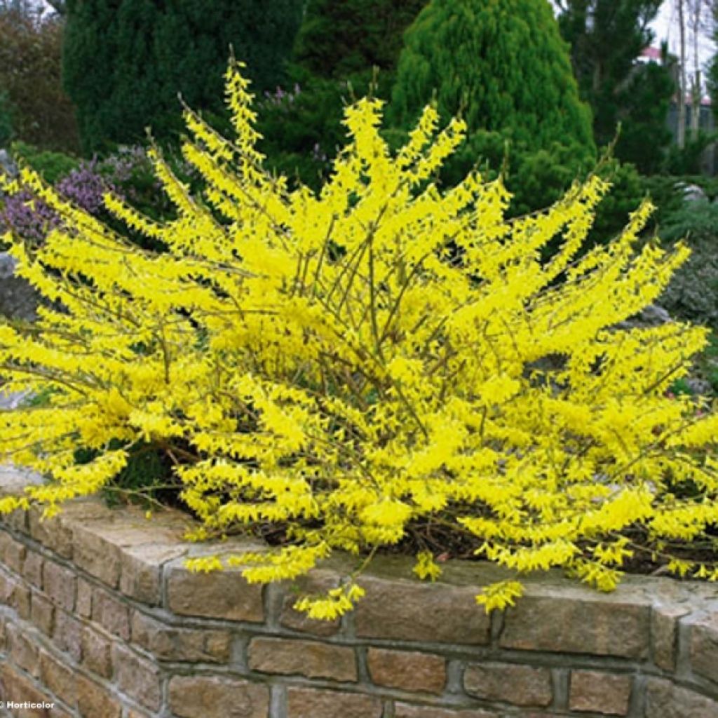 Forsythia intermedia Marée d'Or