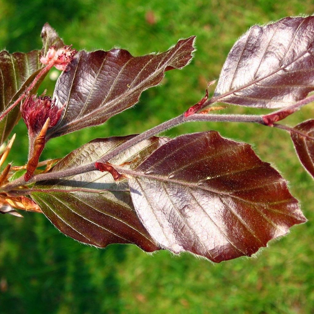 Fagus sylvatica Atropurpurea - Haya roja