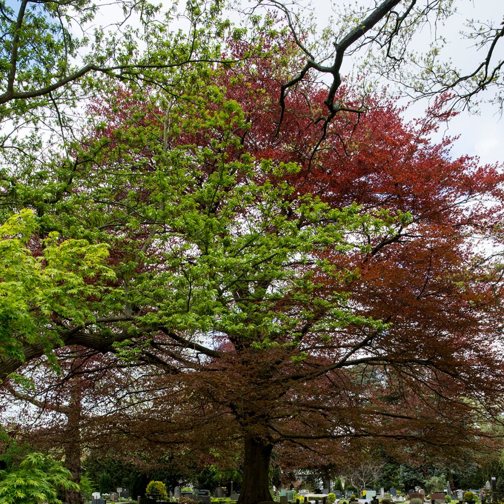 Fagus sylvatica Atropurpurea - Haya roja