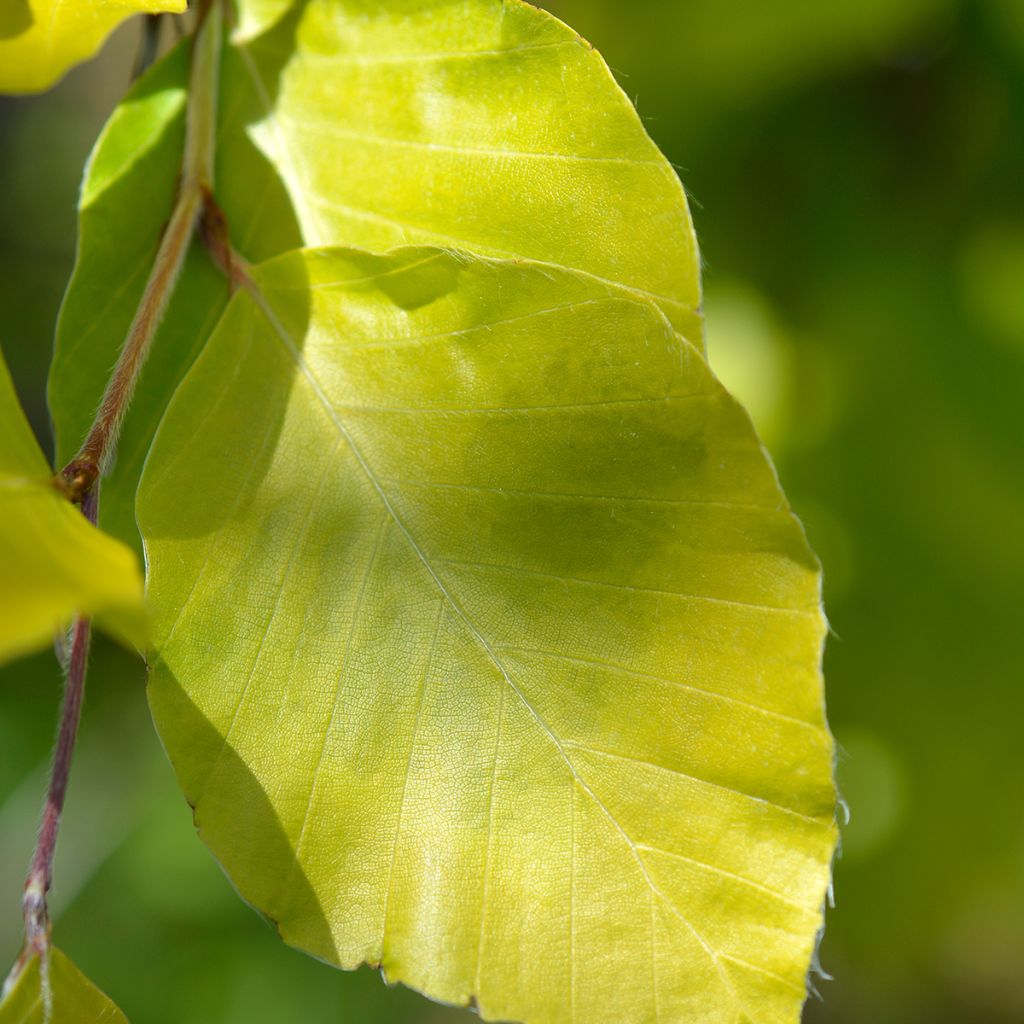 Haya común Dawyck Gold - Fagus sylvatica