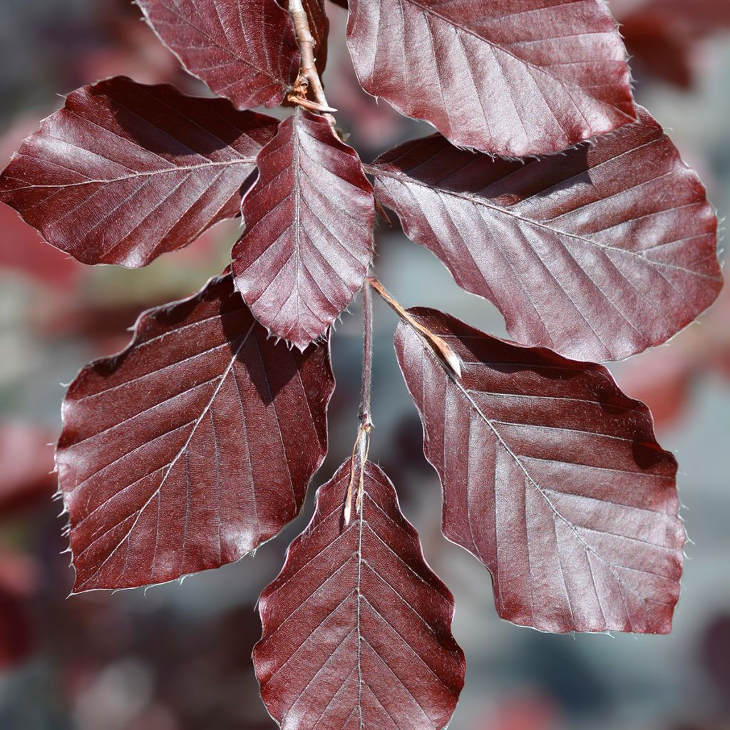 Haya común Dawyck Purple - Fagus sylvatica