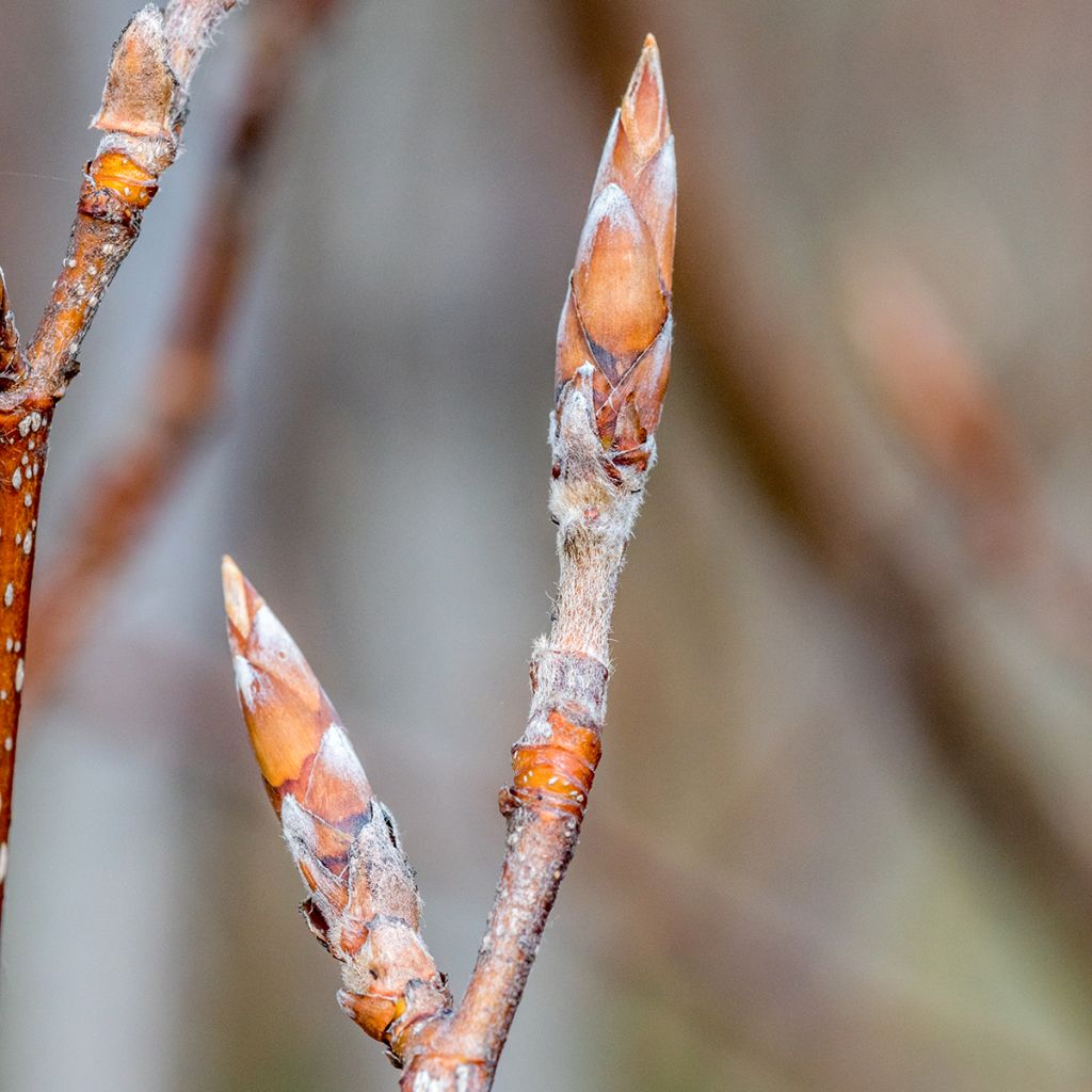 Haya común Dawyck Purple - Fagus sylvatica