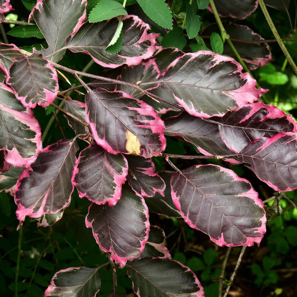 Haya común Purpurea Tricolor - Fagus sylvatica