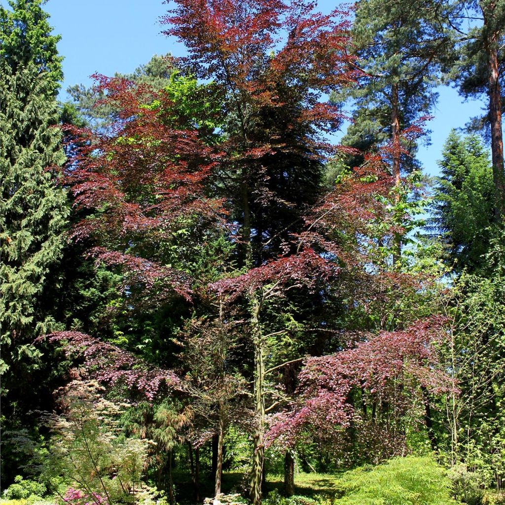 Haya común Purpurea Tricolor - Fagus sylvatica