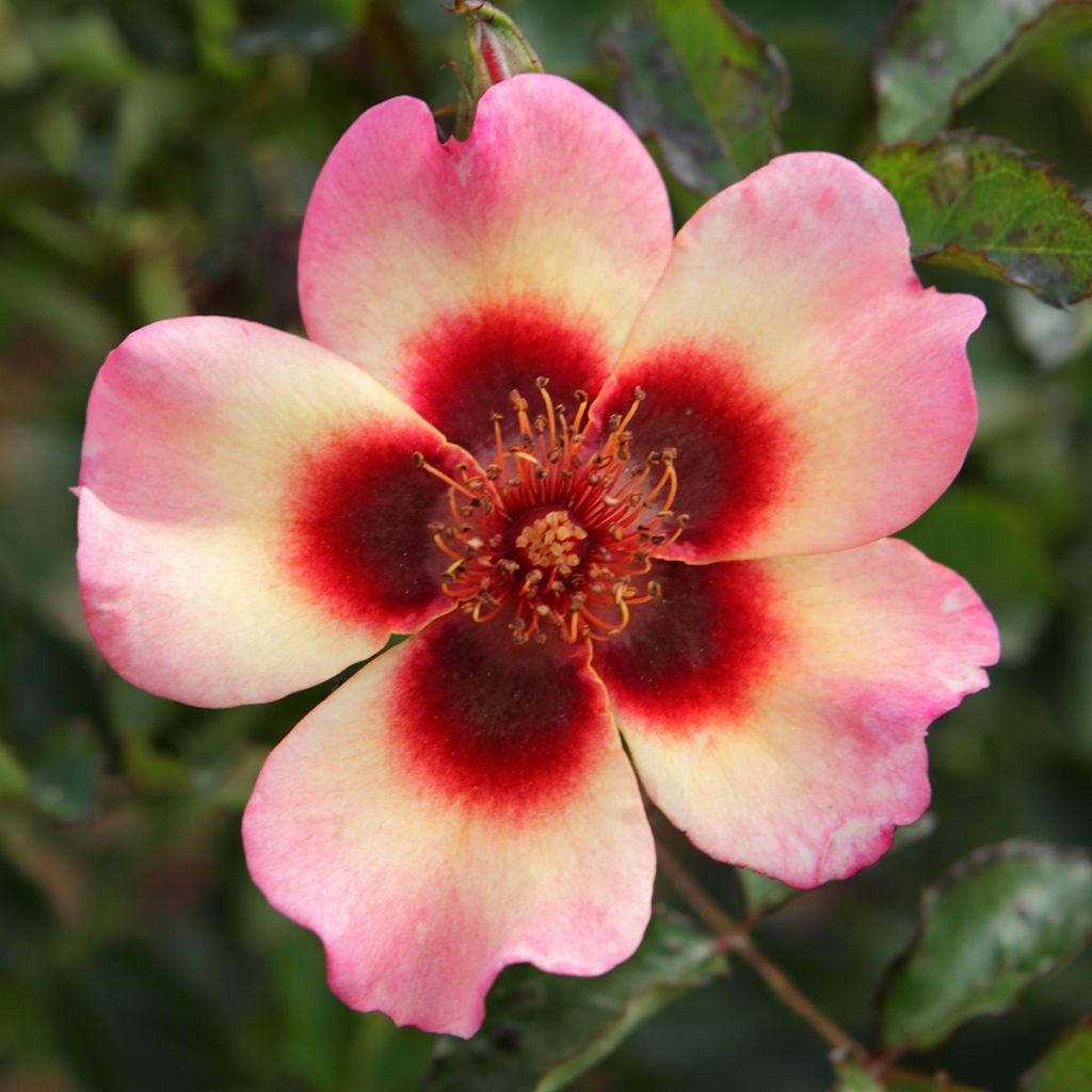 Rosal persica Fancy Babylon Eyes - Rosal tapizante