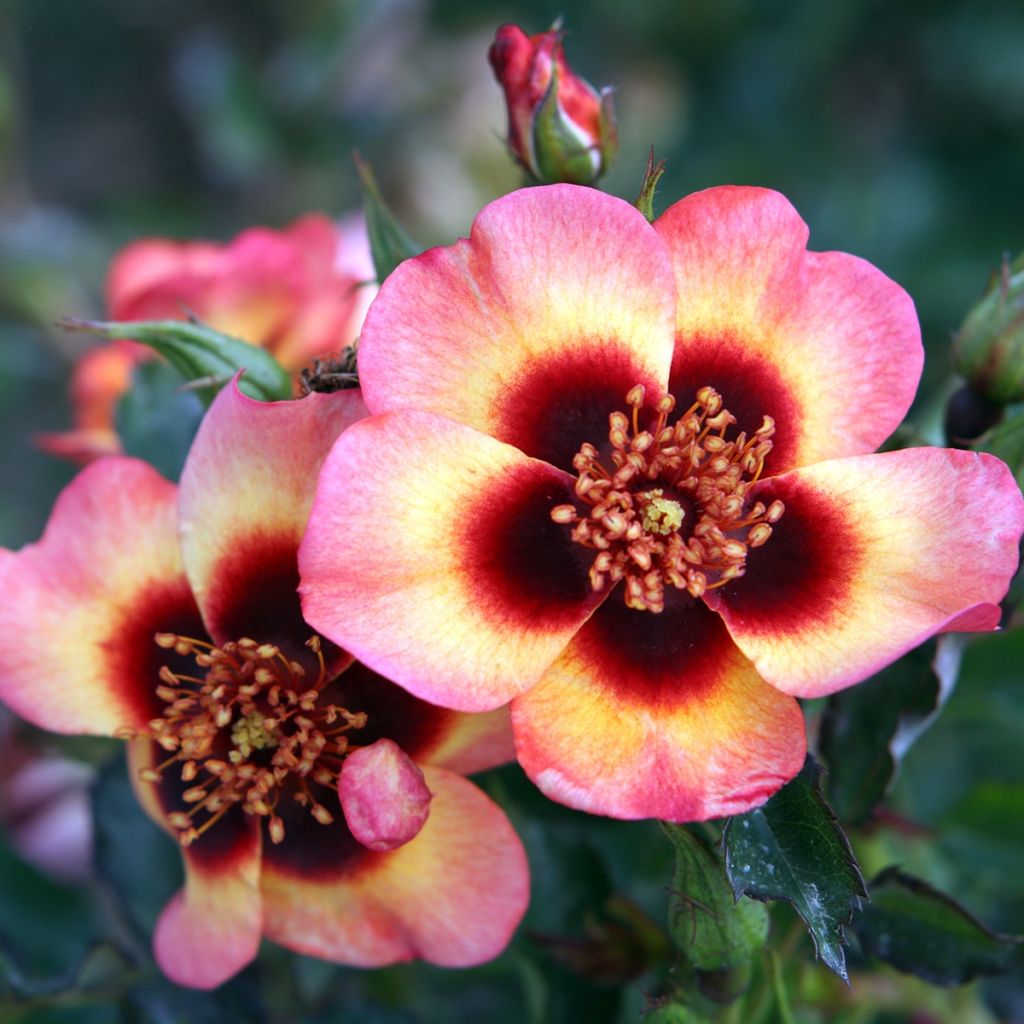 Rosal persica Fancy Babylon Eyes - Rosal tapizante