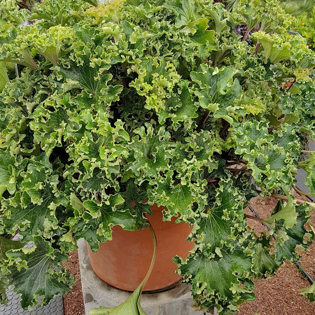 Farfugium japonicum Wavy Gravy - Boina de vasco