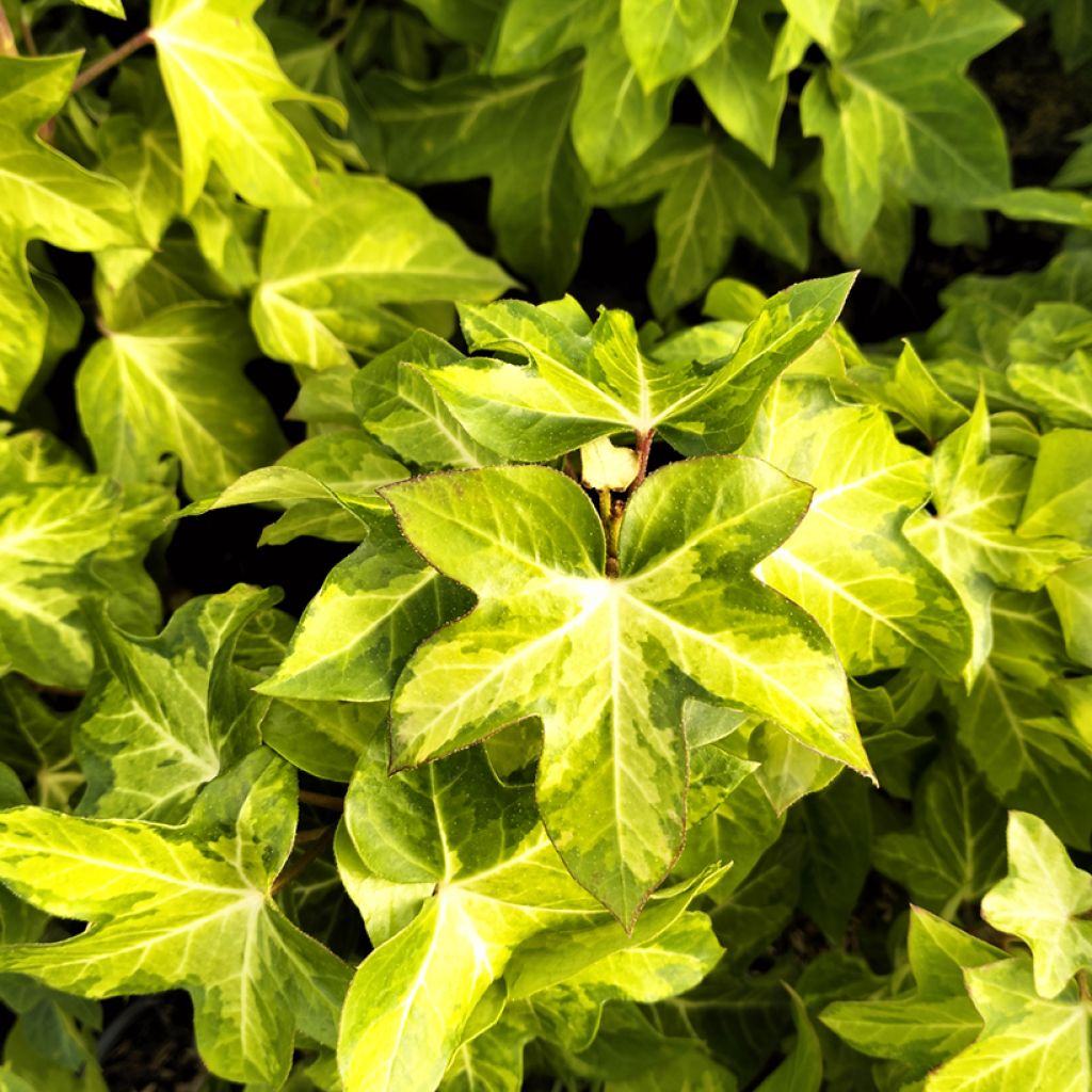 Fatshedera lizei Annemieke - Hiedra aralia