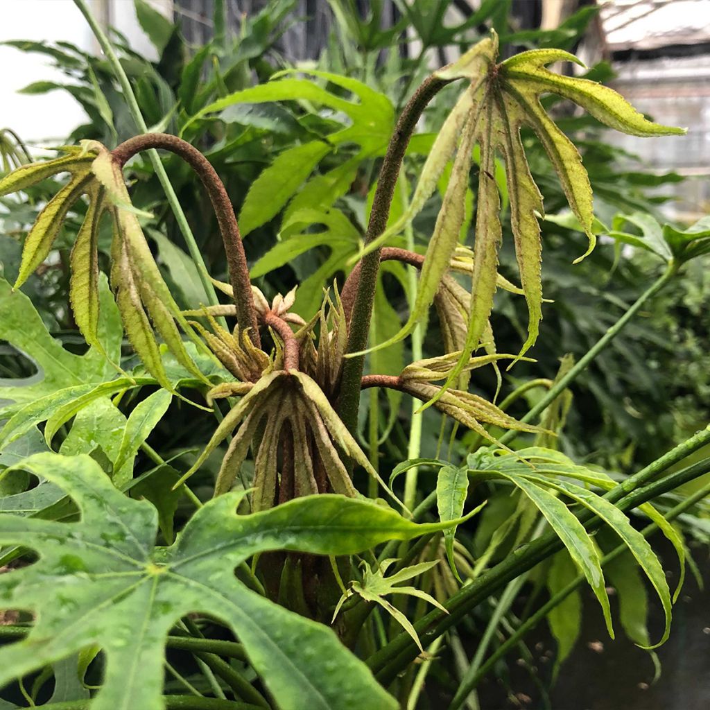 Fatsia polycarpa Green Fingers - Aralia de muchos frutos