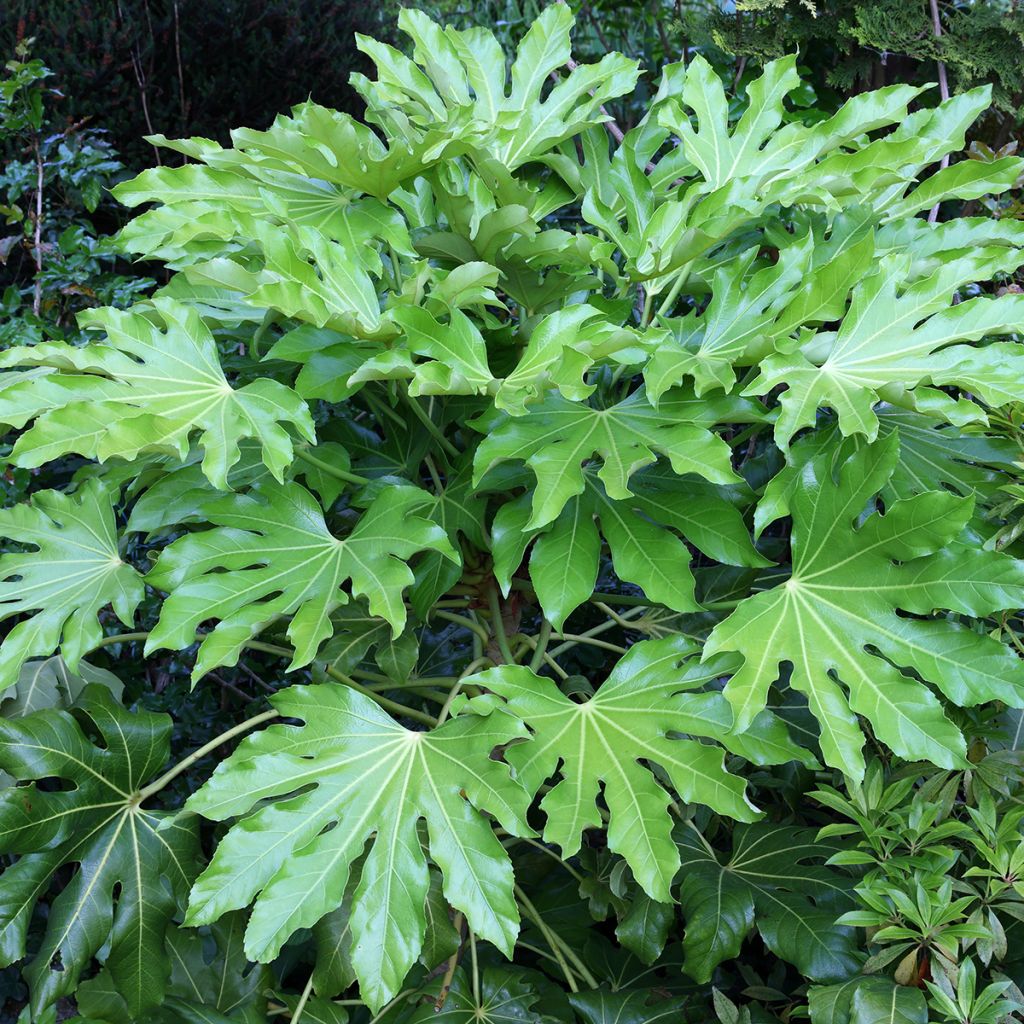 Fatsia japonica