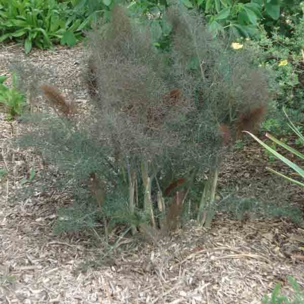 Hinojo Purpureum