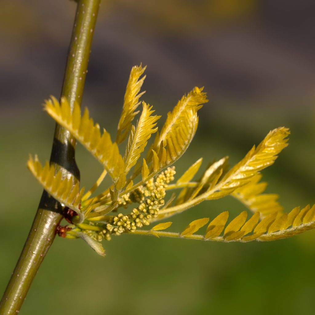 Gleditsia triacanthos Sunburst - Acacia de tres espinas
