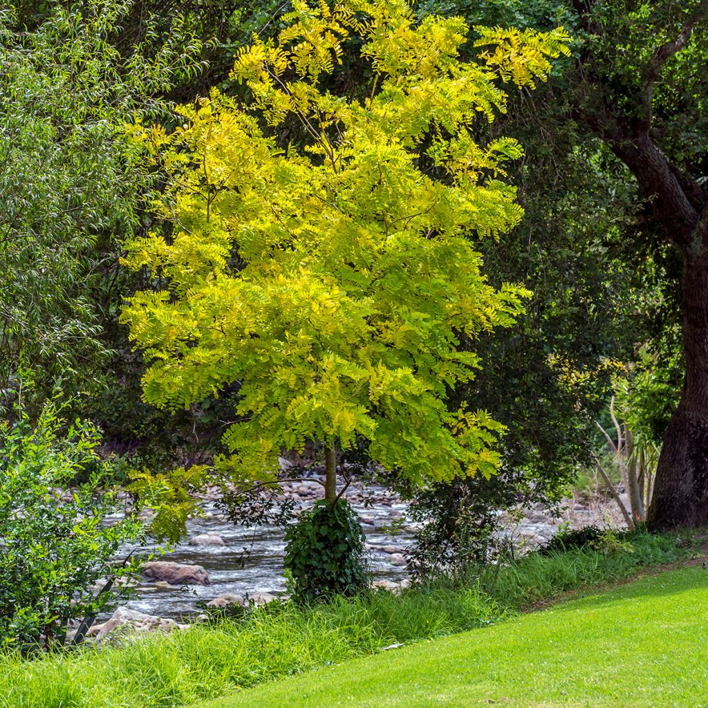 Gleditsia triacanthos Sunburst - Acacia de tres espinas
