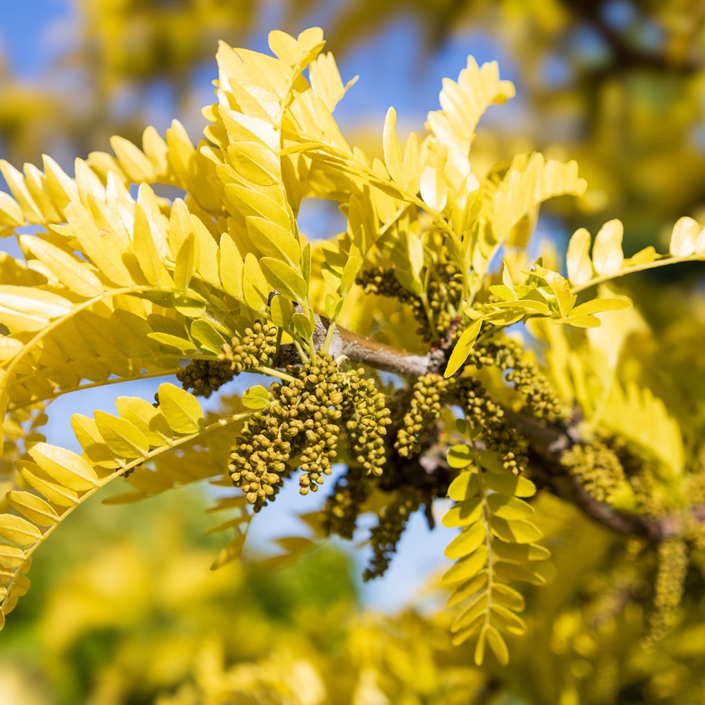 Gleditsia triacanthos Sunburst - Acacia de tres espinas