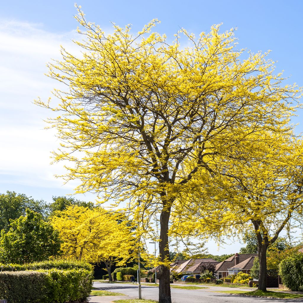 Gleditsia triacanthos Sunburst - Acacia de tres espinas