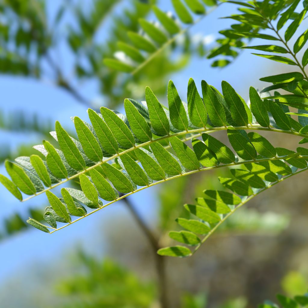 Gleditsia triacanthos Sunburst - Acacia de tres espinas