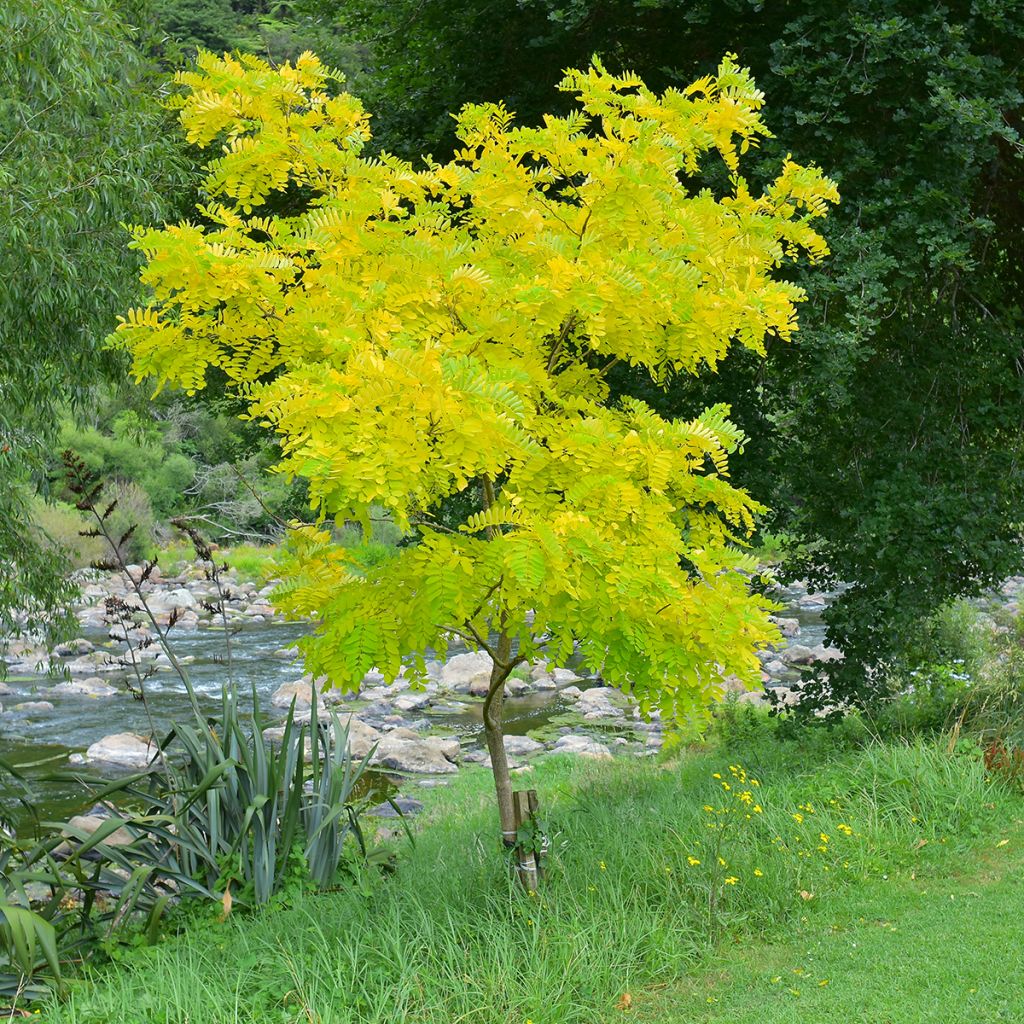 Gleditsia triacanthos Sunburst - Acacia de tres espinas