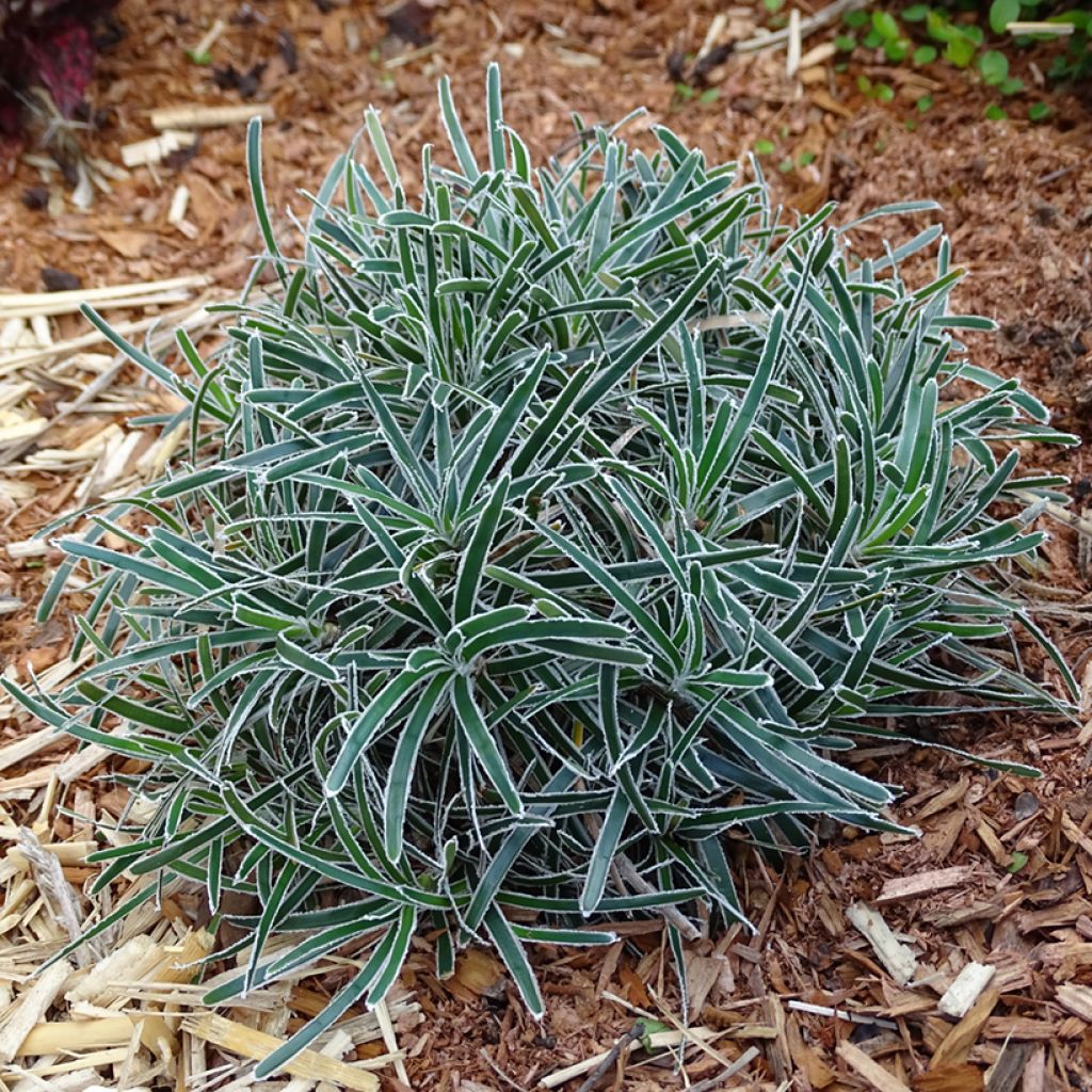 Ficinia truncata Ice Crystal - Cañuela
