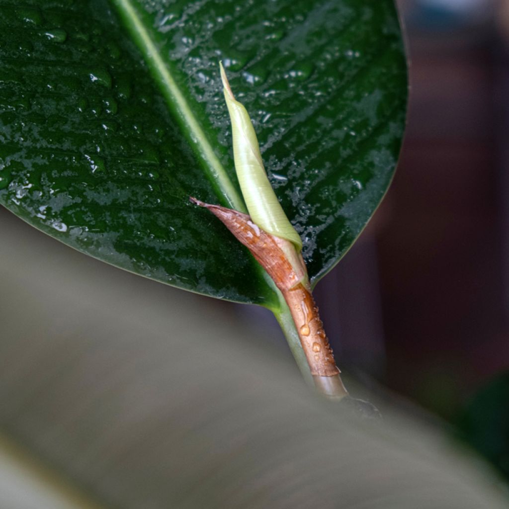 Ficus Robusta - Ficus elástica
