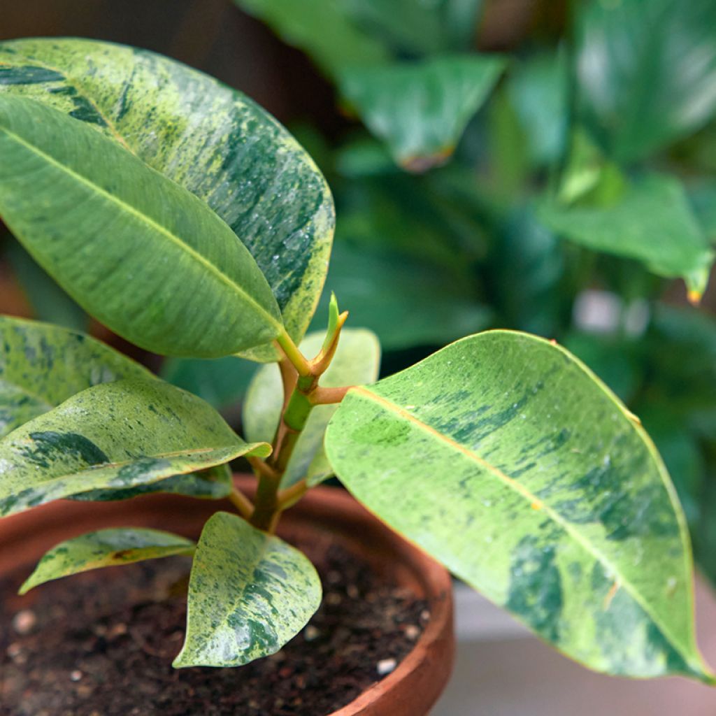 Ficus Shivereana - Ficus elástica