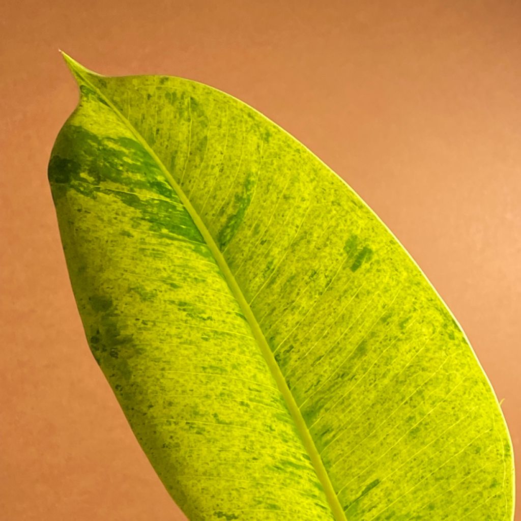 Ficus Shivereana - Ficus elástica