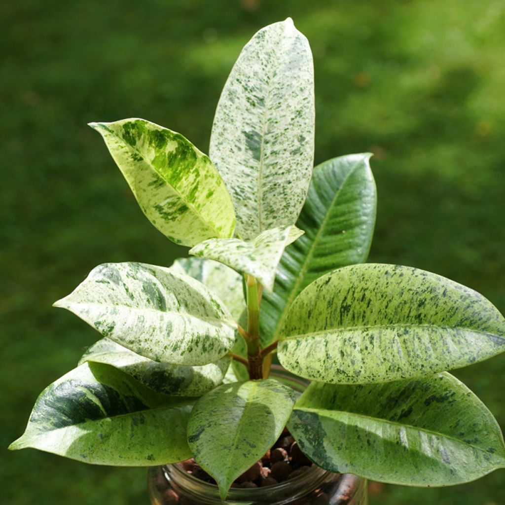 Ficus Shivereana - Ficus elástica