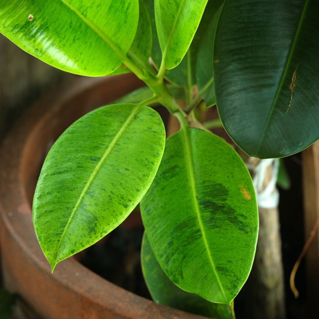 Ficus Shivereana - Ficus elástica