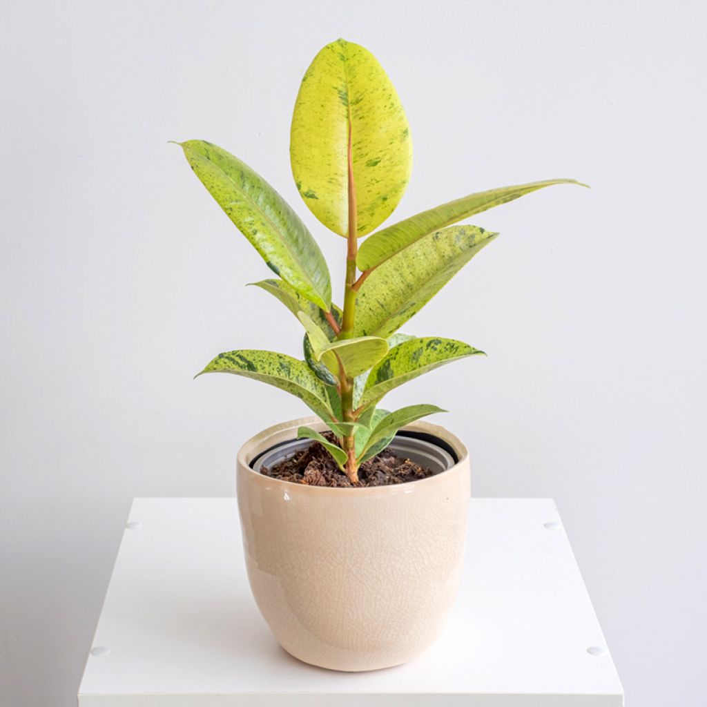 Ficus Shivereana - Ficus elástica