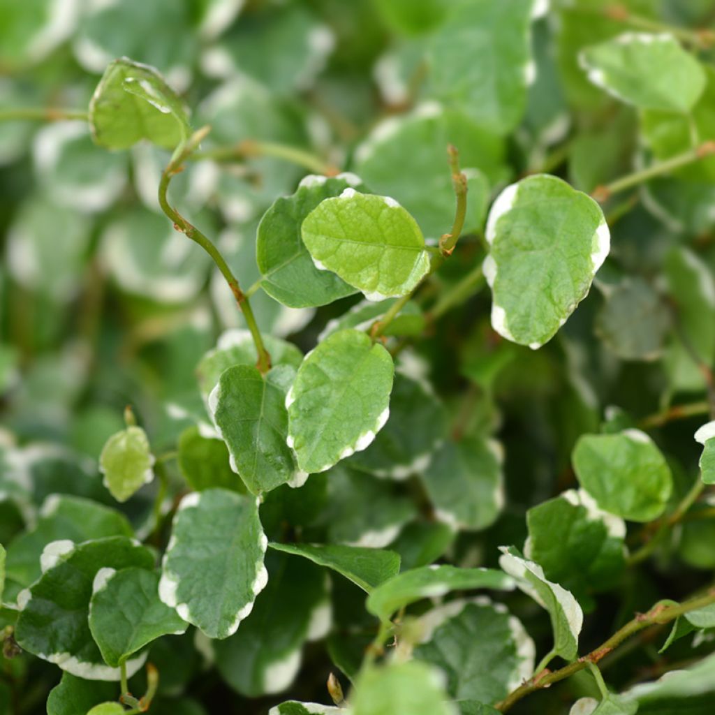 Ficus pumila Bellus