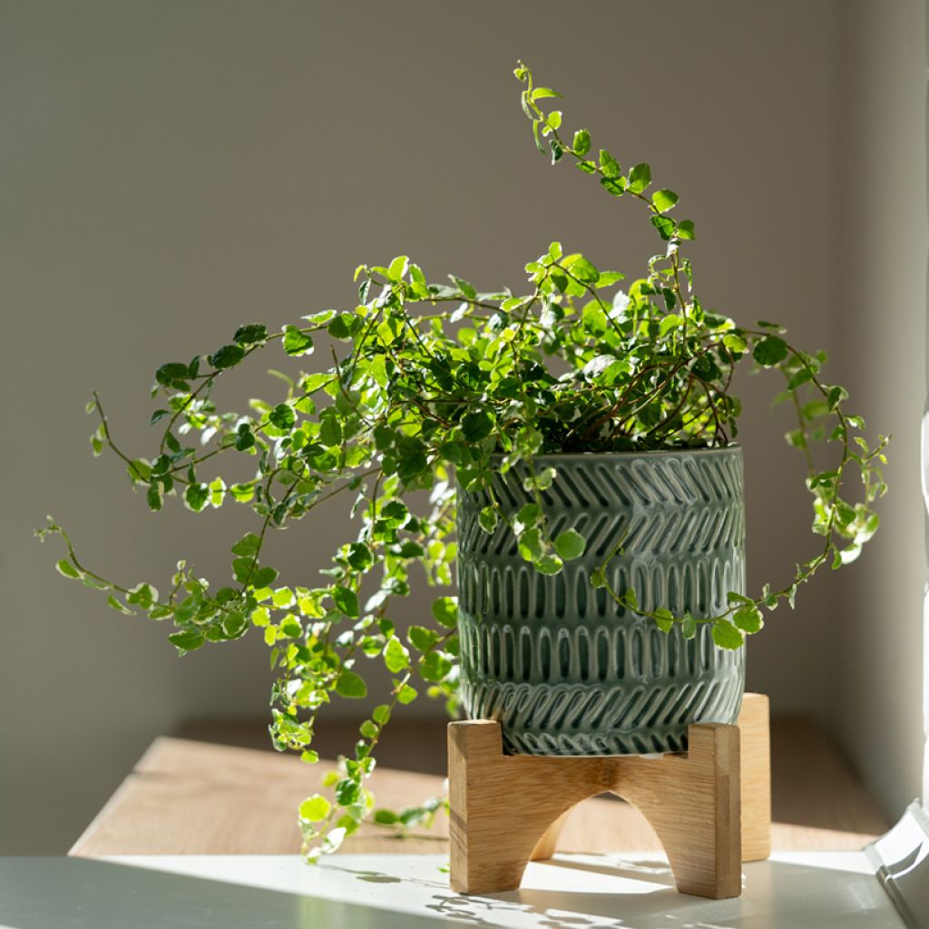 Ficus pumila Bellus